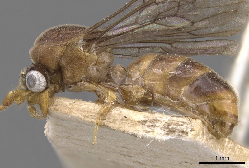 File:Aenictus fuscipennis casent0907003 p 1 high.jpg