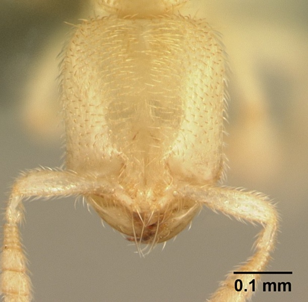 File:Anillomyrma decamera casent0179568 head 1.jpg