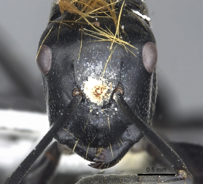 File:Camponotus densopilus casent0903564 h 1 high.jpg