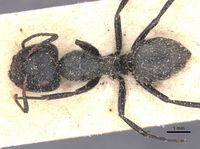 Camponotus foraminosus casent0911836 d 1 high.jpg
