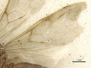 Crematogaster pellens casent0902125 p 2 high.jpg