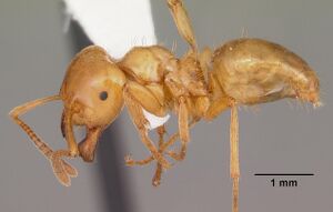 Lasius interjectus casent0103545 profile 1.jpg