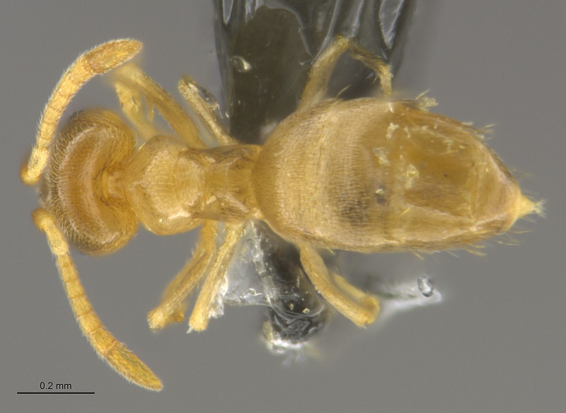 File:MCZ-ENT00672722 Brachymyrmex depilis had.jpg