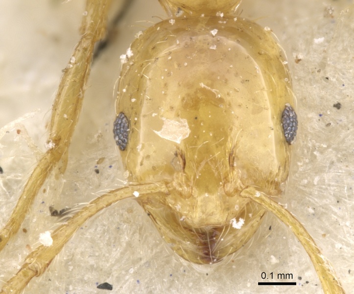 File:Monomorium firmum casent0902234 h 1 high.jpg