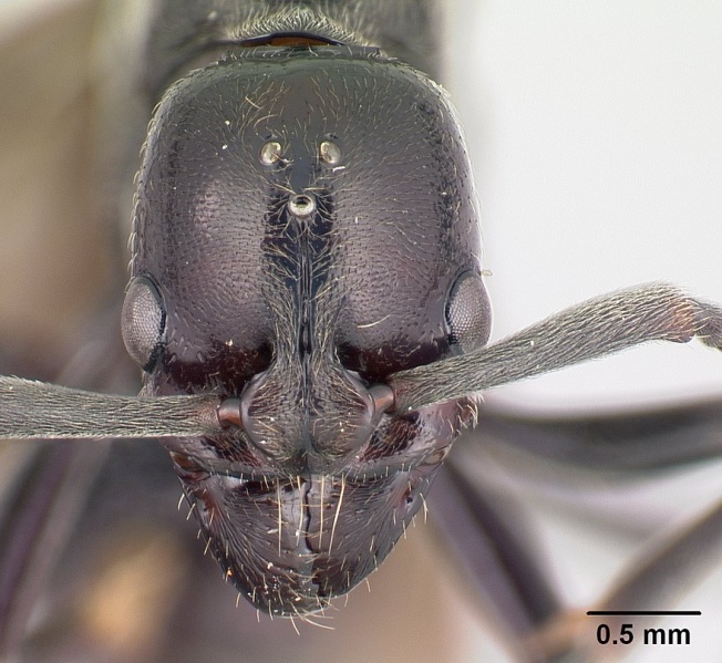 File:Pachycondyla sikorae casent0063893 head 1.jpg