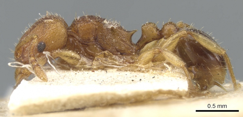 File:Tetramorium luteipes casent0903656 p 1 high.jpg