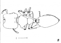 Vierbergen & Scheven 1995-2Cephalotes-serratus.jpg