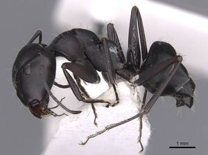 Camponotus amaurus casent0913684 p 1 high.jpg