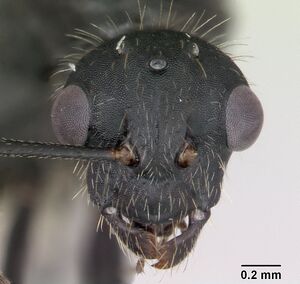 Camponotus cameranoi casent0173401 head 1.jpg