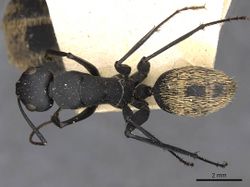 Camponotus fulvopilosus casent0910453 d 1 high.jpg