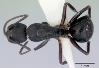 Camponotus rudis casent0172129 dorsal 1.jpg