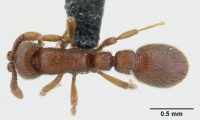 Cerapachys biroi casent0055090 dorsal 1.jpg