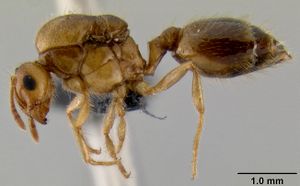 Crematogaster razana casent0148782 p 1 high.jpg