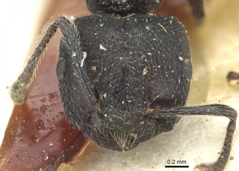 File:Crematogaster rugosa casent0912813 h 1 high.jpg