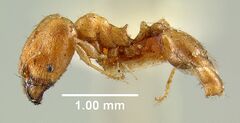 Pheidole floridana - AntWiki