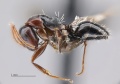 MCZ ENT Camponotus MOZ sp15 hal 4x.jpg