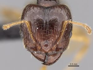 Pheidole megatron casent0147194 h 1 high.jpg