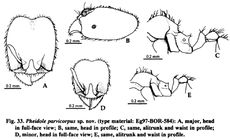 Pheidole parvicorpus.jpg