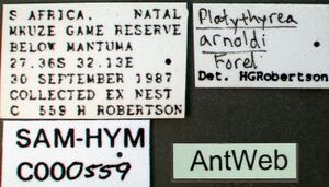 Platythyrea arnoldi sam-hym-c000559a label 1.jpg