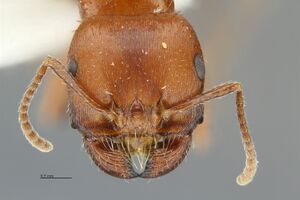 Pogonomyrmex-apache hef2-5.jpg