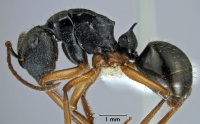 Polyrhachis bispinosa side.jpg