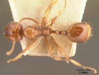 Aphaenogaster friederichsi casent0101053 dorsal 1.jpg