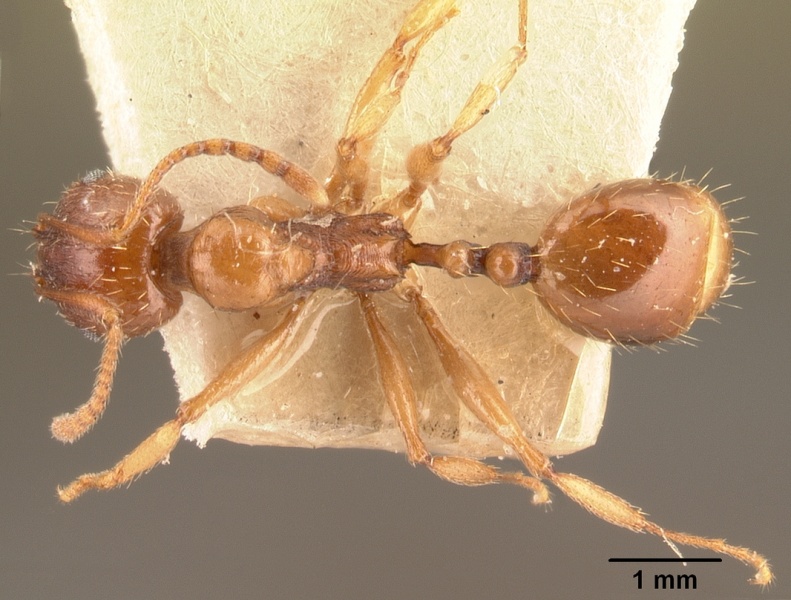 File:Aphaenogaster friederichsi casent0101053 dorsal 1.jpg