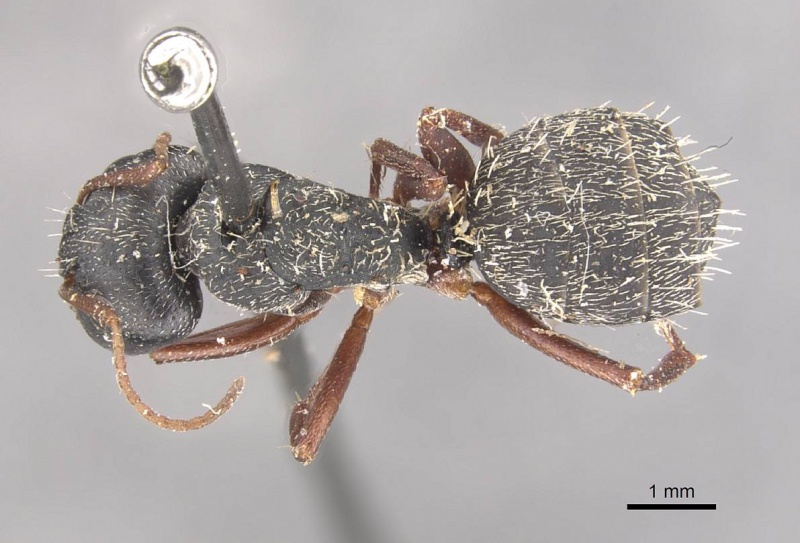 File:Camponotus foraminosus casent0910481 d 1 high.jpg