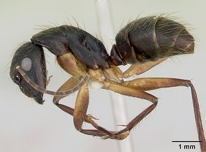 Camponotus renggeri casent0173441 profile 1.jpg