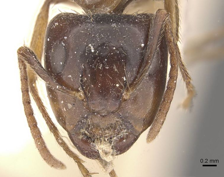 File:Camponotus simus manidis casent0910560 h 1 high.jpg