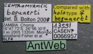 Centromyrmex bequaerti casent0066957 label 1.jpg