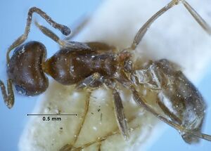 Iridomyrmex mjobergi syntype Geneva top 63-Antwiki.jpg