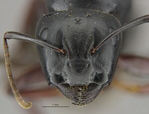 Mcz-ent00668328 Camponotus modoc queen hef.jpg