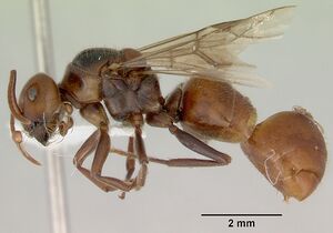 Melophorus anderseni casent0172009 profile 1.jpg