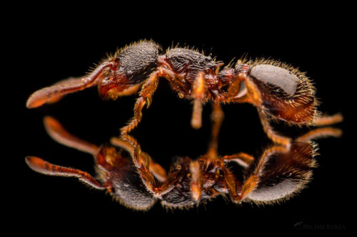 Myrmecina Graminicola Antwiki