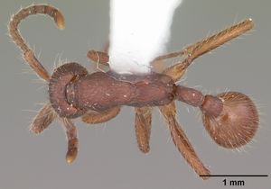 Neivamyrmex texanus casent0104150 dorsal 1.jpg