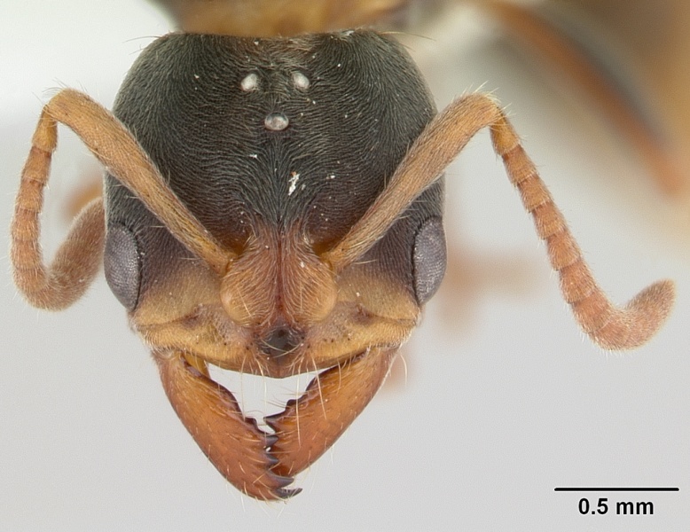 File:Pachycondyla stigma casent0178181 head 1.jpg