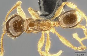 Pheidole nigeriensis casent0283556 d 1 high.jpg