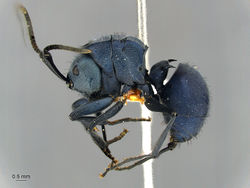 Polyrhachis-cyaniventris hal.jpg