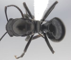 Polyrhachis rufipalpis casent0403444 d 1 high.jpg