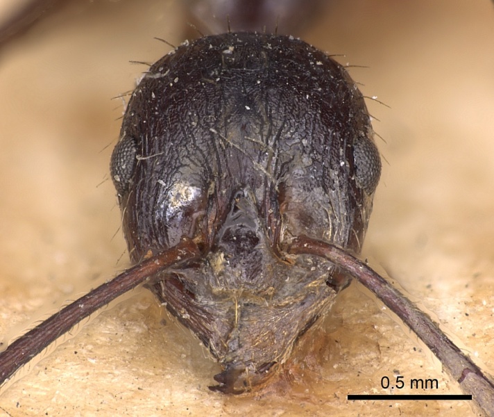 File:Aphaenogaster famelica casent0900455 h 1 high.jpg