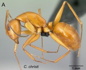 Camponotus christi F15a.jpg