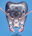 Camponotus crozieri major H.jpg