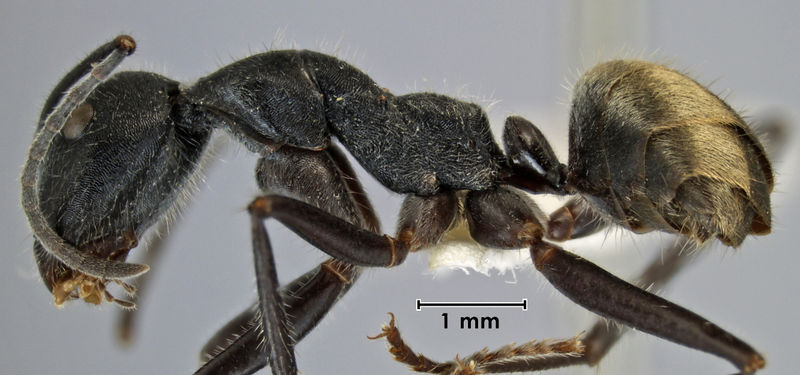 File:Camponotus suffusus bendigensis minor ANIC32-023669 side.jpg