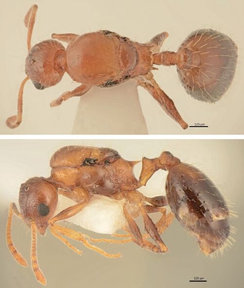 Temnothorax Rogeri Antwiki