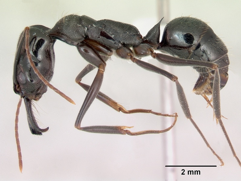 File:Odontomachus bauri casent0173305 profile 1.jpg