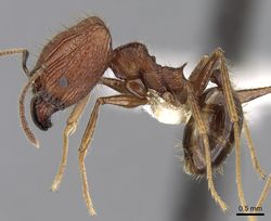 Pheidole aglae casent0281668 p 1 high.jpg