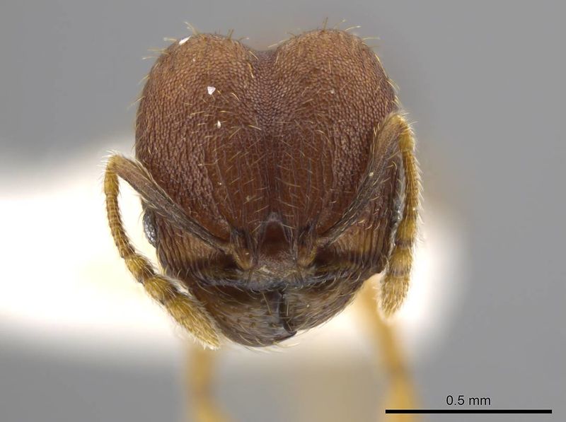 File:Pheidole geminata jtlc000016385 h 1 high.jpg