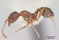 Pheidole tetra casent0103154 profile 1.jpg