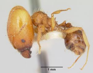 Pheidole virago casent0103484 profile 1.jpg